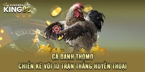 Gà Danh Thomo - Chiến Kê Với 10 Trận Thắng Huyền Thoại